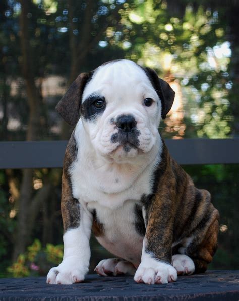 old english bulldog hermes|original old english bulldog.